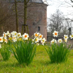 Narcissus 'Barrett Browning' 25 Narcissus 'Barrett Browning' -UK Garden Plants Shop narcissus barrett browning 3 scaled