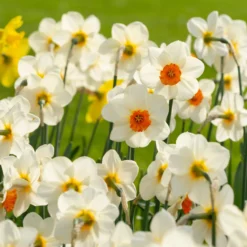 Narcissus 'Barrett Browning' 18 Narcissus 'Barrett Browning' -UK Garden Plants Shop narcissus barrett browning 5 scaled