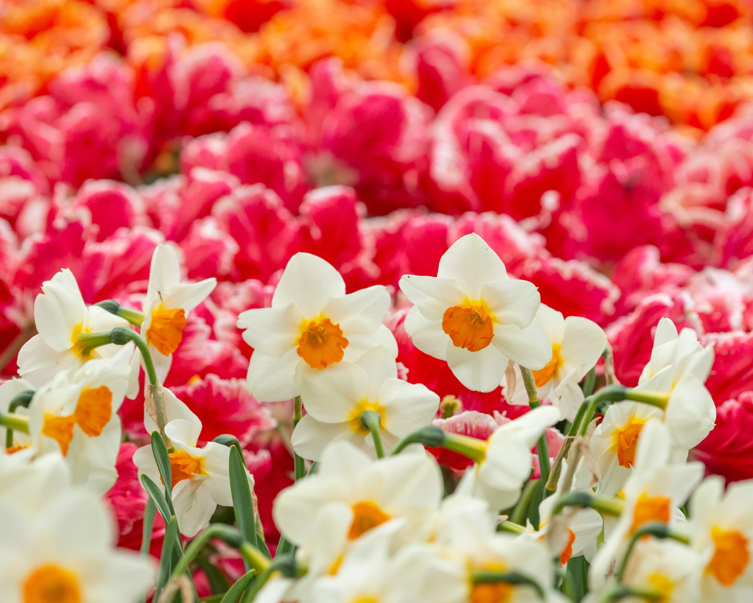 Narcissus 'Barrett Browning' 8 Narcissus 'Barrett Browning' - Image 6