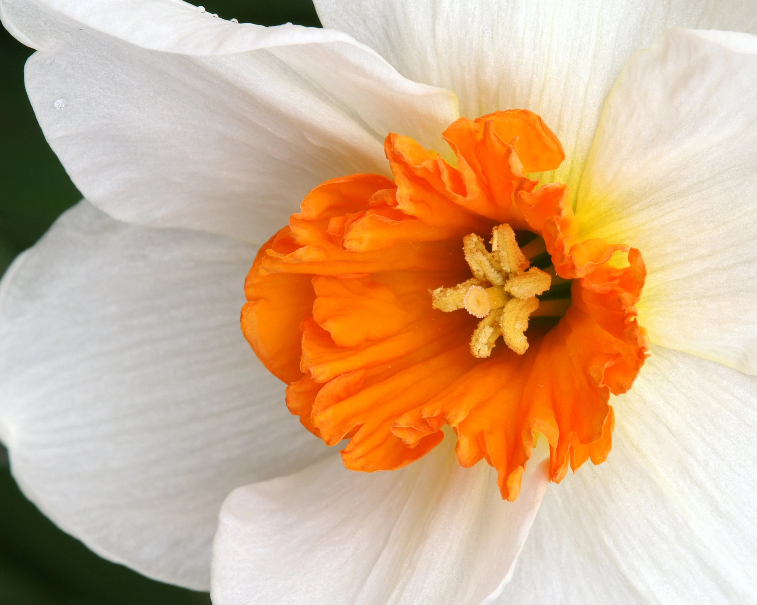 Narcissus 'Barrett Browning' 4 Narcissus 'Barrett Browning' - Image 2