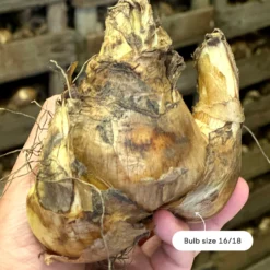 Narcissus 'Barrett Browning' 19 Narcissus 'Barrett Browning' -UK Garden Plants Shop narcissus barrett browning size