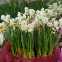 Narcissus 'Bridal Crown' -UK Garden Plants Shop narcissus bridal crown 3