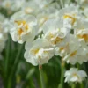 Narcissus 'Bridal Crown' -UK Garden Plants Shop narcissus bridal crown 5