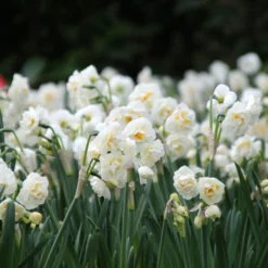 Narcissus 'Bridal Crown' -UK Garden Plants Shop narcissus bridal crown 6