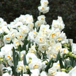 Narcissus 'Bridal Crown' -UK Garden Plants Shop narcissus bridal crown 8