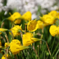 Narcissus 'Golden Bells' -UK Garden Plants Shop narcissus bulbocodium 1