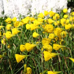 Narcissus 'Golden Bells' -UK Garden Plants Shop narcissus bulbocodium 2