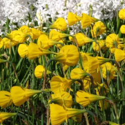 Narcissus 'Golden Bells' -UK Garden Plants Shop narcissus bulbocodium 7