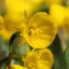 Narcissus 'Golden Bells' -UK Garden Plants Shop narcissus bulbocodium 8