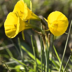 Narcissus 'Golden Bells' -UK Garden Plants Shop narcissus bulbocodium golden bells 0
