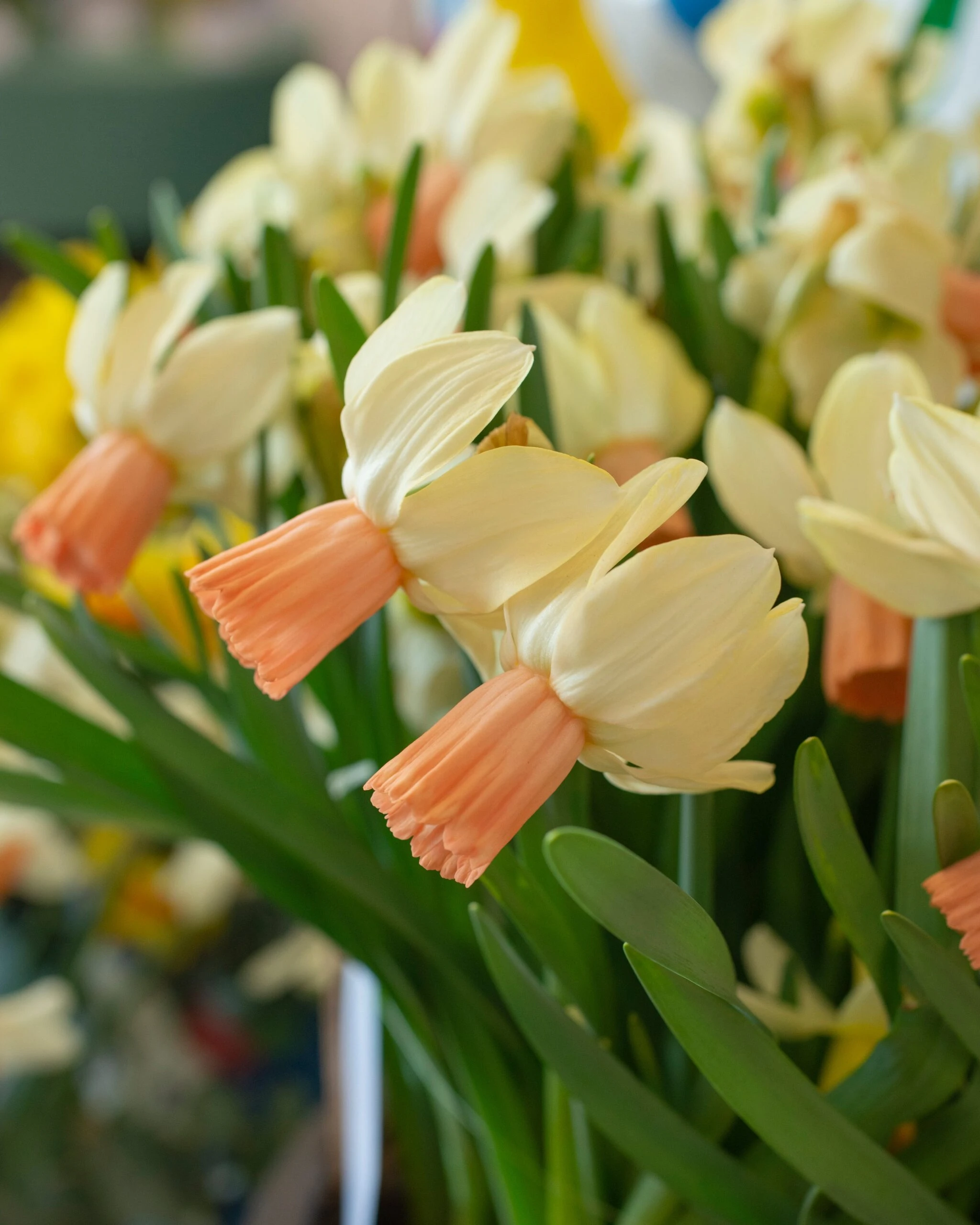 Narcissus 'Carice' 4 Narcissus 'Carice' - Image 2