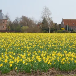 Narcissus 'Carlton' 8 Narcissus 'Carlton' -UK Garden Plants Shop narcissus carlton 3 e2dad804 fa05 4c32 b99d 392c50f9061a
