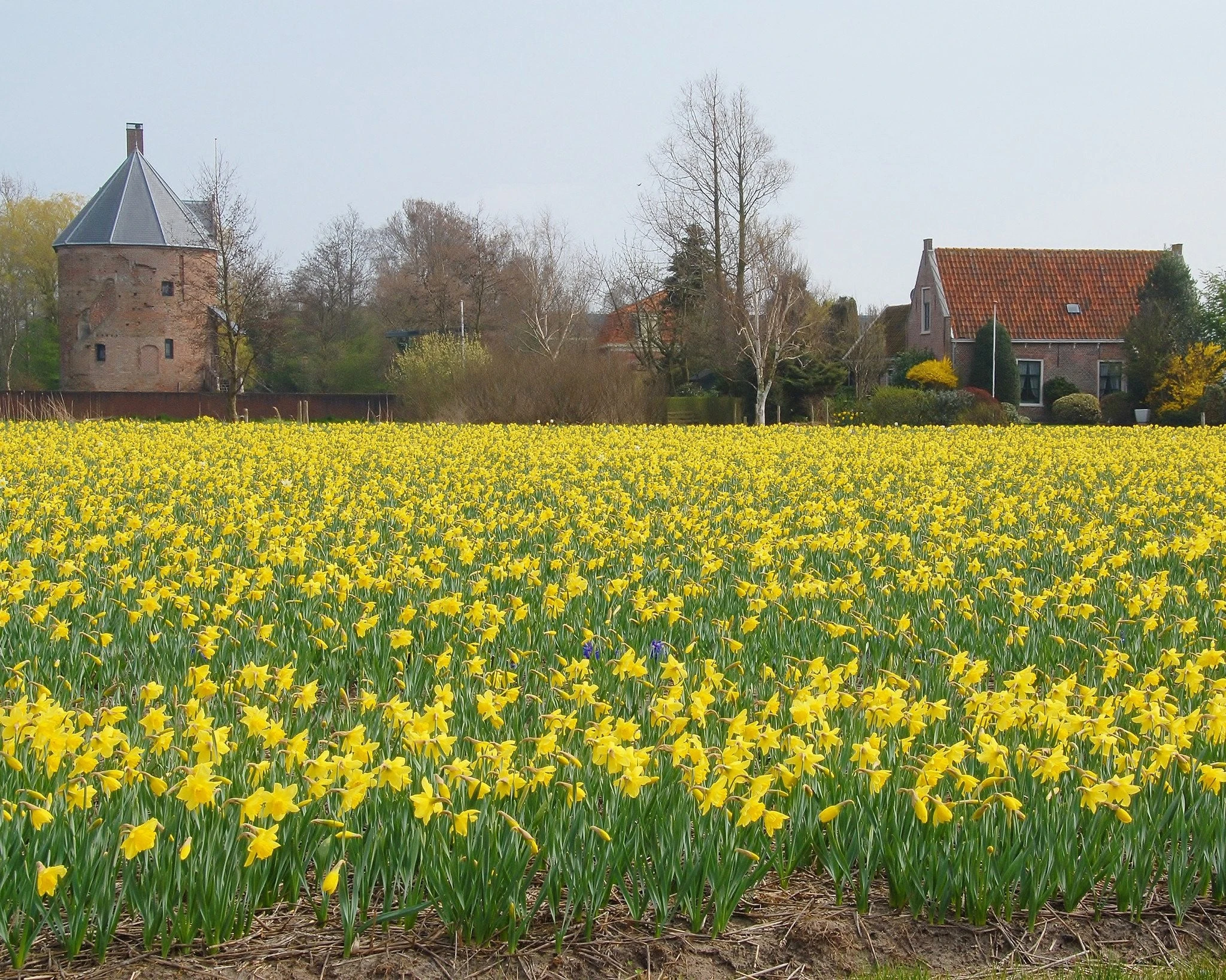 Narcissus 'Carlton' 5 Narcissus 'Carlton' - Image 3