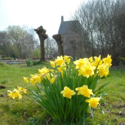 Narcissus 'Carlton' 9 Narcissus 'Carlton' -UK Garden Plants Shop narcissus carlton 4 7c09c014 e7fb 4242 a6ab dd11605a519c