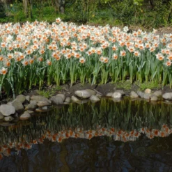 Narcissus 'Chromacolor' 14 Narcissus 'Chromacolor' -UK Garden Plants Shop narcissus chromacolor 5