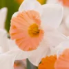 Narcissus 'Chromacolor' -UK Garden Plants Shop narcissus chromacolor 7