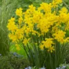 Narcissus Cordubensis -UK Garden Plants Shop narcissus cordubensis 1