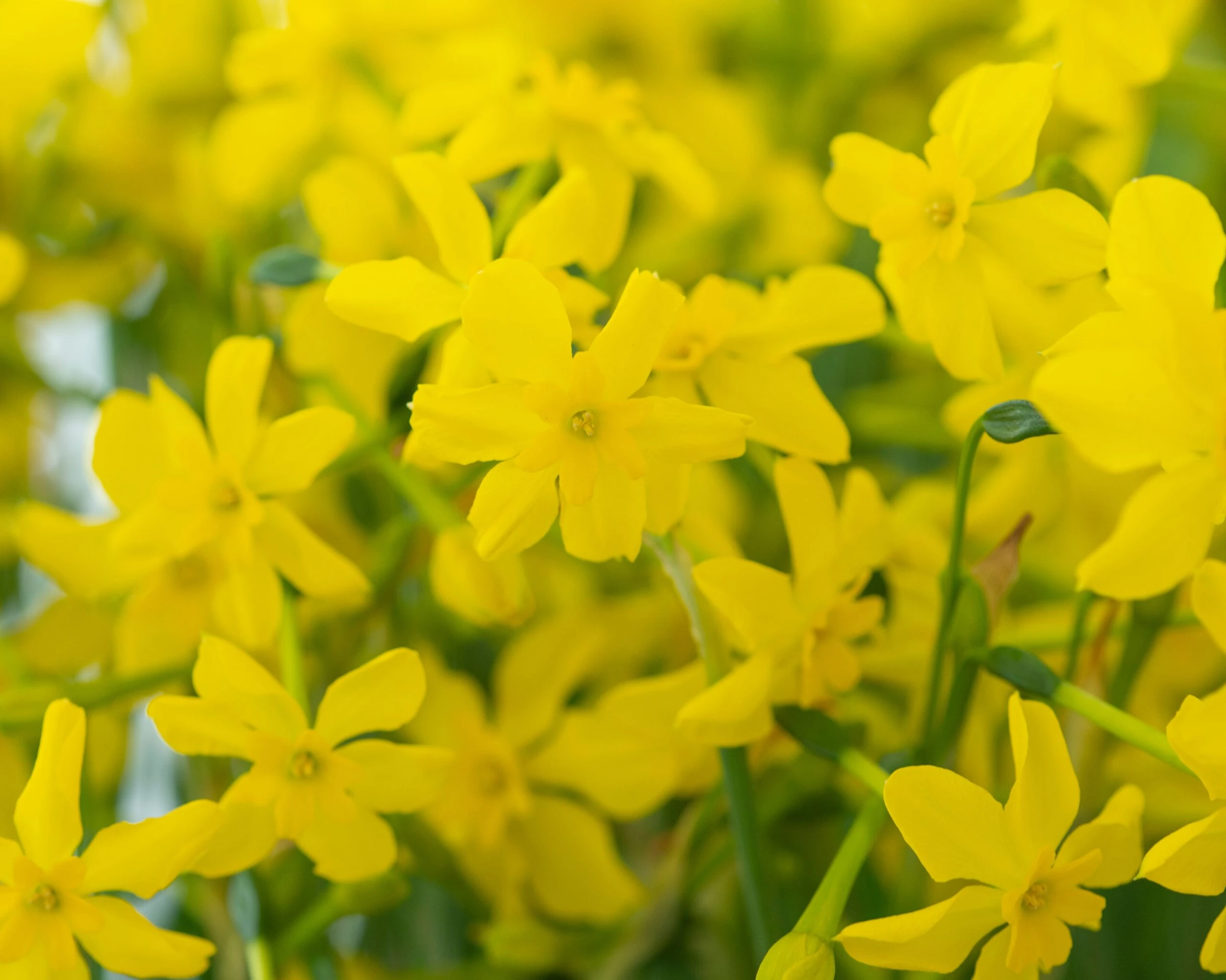 Narcissus Cordubensis 3 Narcissus Cordubensis - Image 2