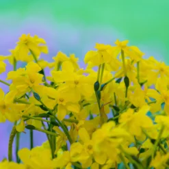 Narcissus Cordubensis 13 Narcissus Cordubensis -UK Garden Plants Shop narcissus cordubensis 4 scaled