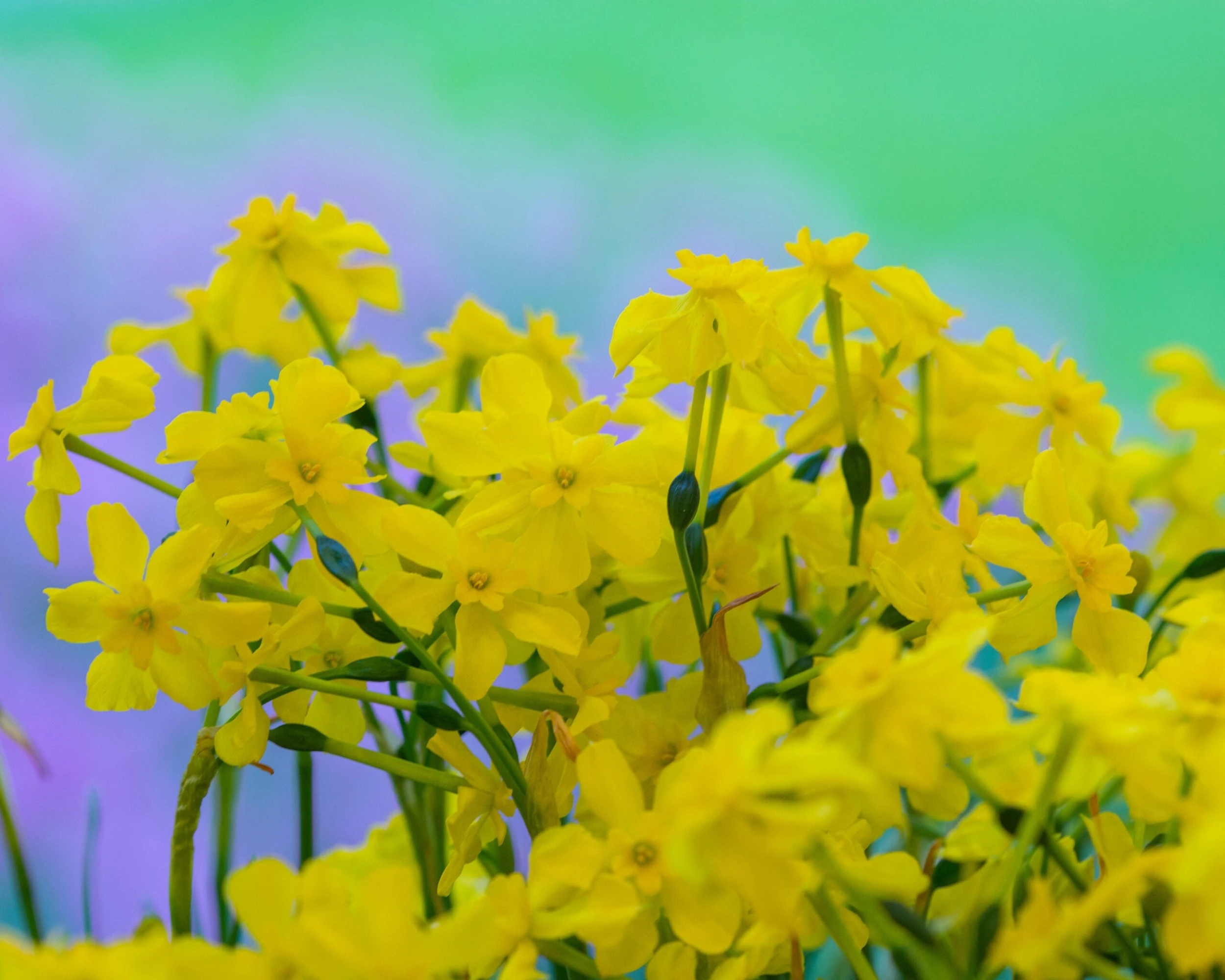 Narcissus Cordubensis 5 Narcissus Cordubensis - Image 4