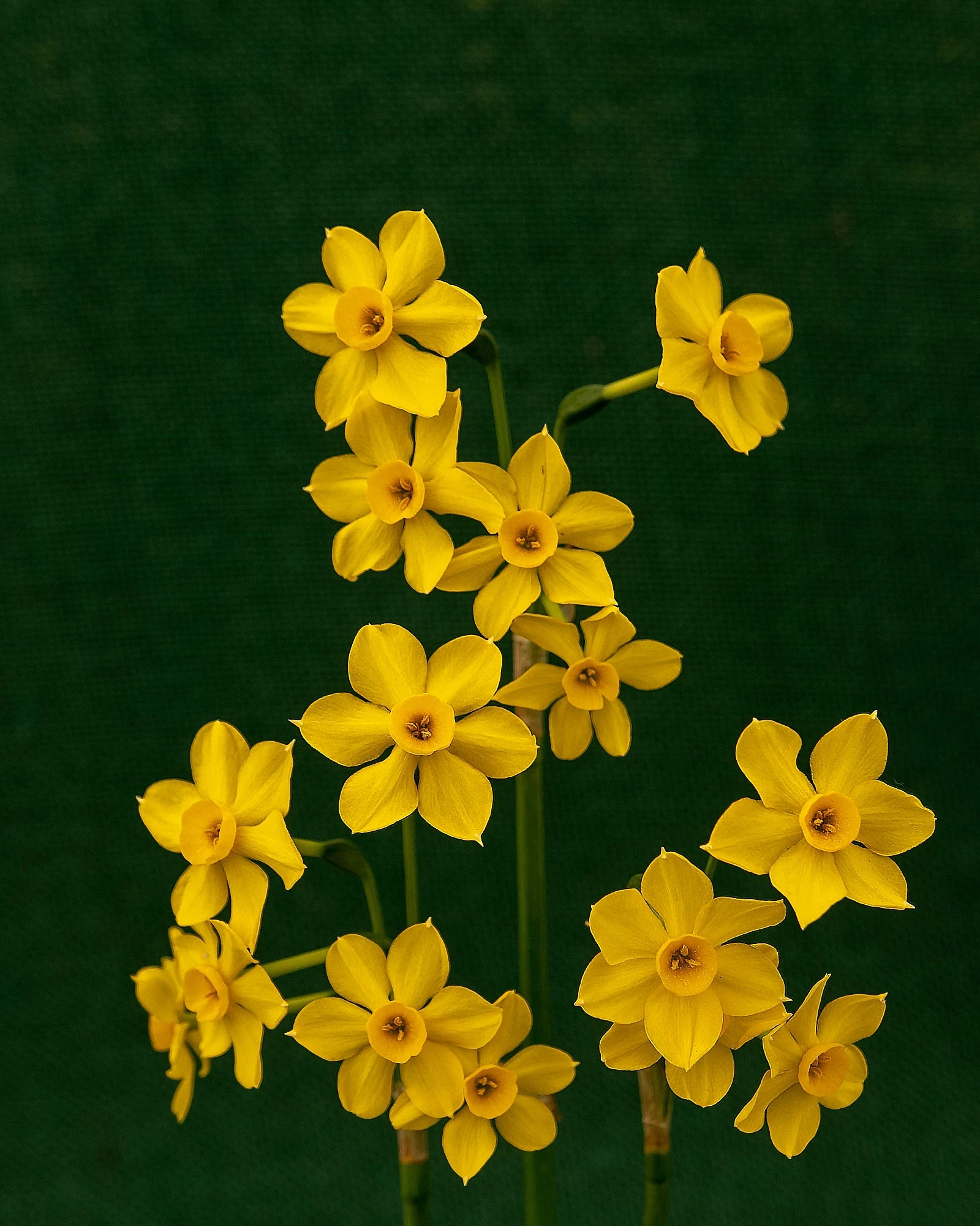 Narcissus Cordubensis 6 Narcissus Cordubensis - Image 5