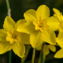 Narcissus Cordubensis 16 Narcissus Cordubensis -UK Garden Plants Shop narcissus cordubensis 6