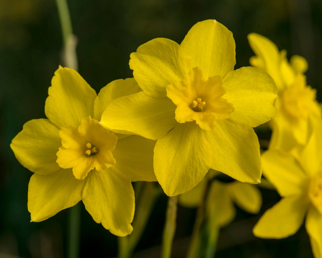 Narcissus Cordubensis 8 Narcissus Cordubensis - Image 7