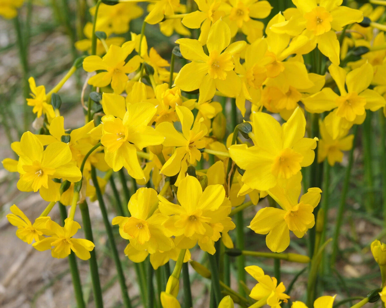Narcissus Cordubensis 9 Narcissus Cordubensis - Image 8