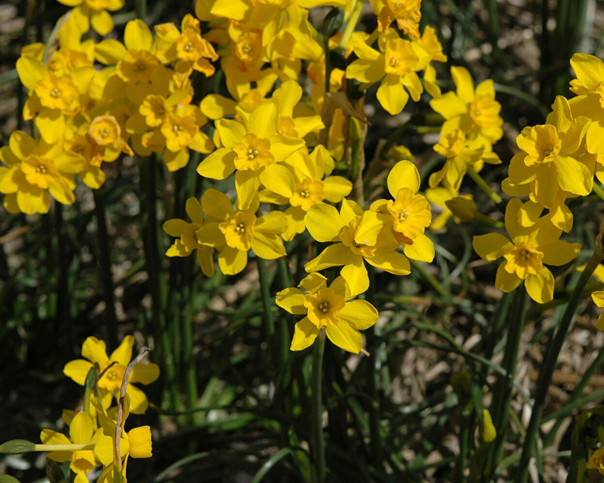 Narcissus Cordubensis 7 Narcissus Cordubensis - Image 6