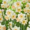 Narcissus 'Cosmopolitan' -UK Garden Plants Shop narcissus cosmopolitan 3