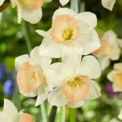Narcissus 'Cosmopolitan' -UK Garden Plants Shop narcissus cosmopolitan 5