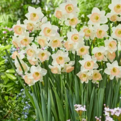 Narcissus 'Cosmopolitan' -UK Garden Plants Shop narcissus cosmopolitan 6