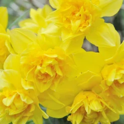 Narcissus 'Dick Wilden' 19 Narcissus 'Dick Wilden' -UK Garden Plants Shop narcissus dick wilden 2