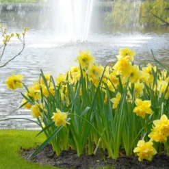 Narcissus 'Dick Wilden' 18 Narcissus 'Dick Wilden' -UK Garden Plants Shop narcissus dick wilden 3