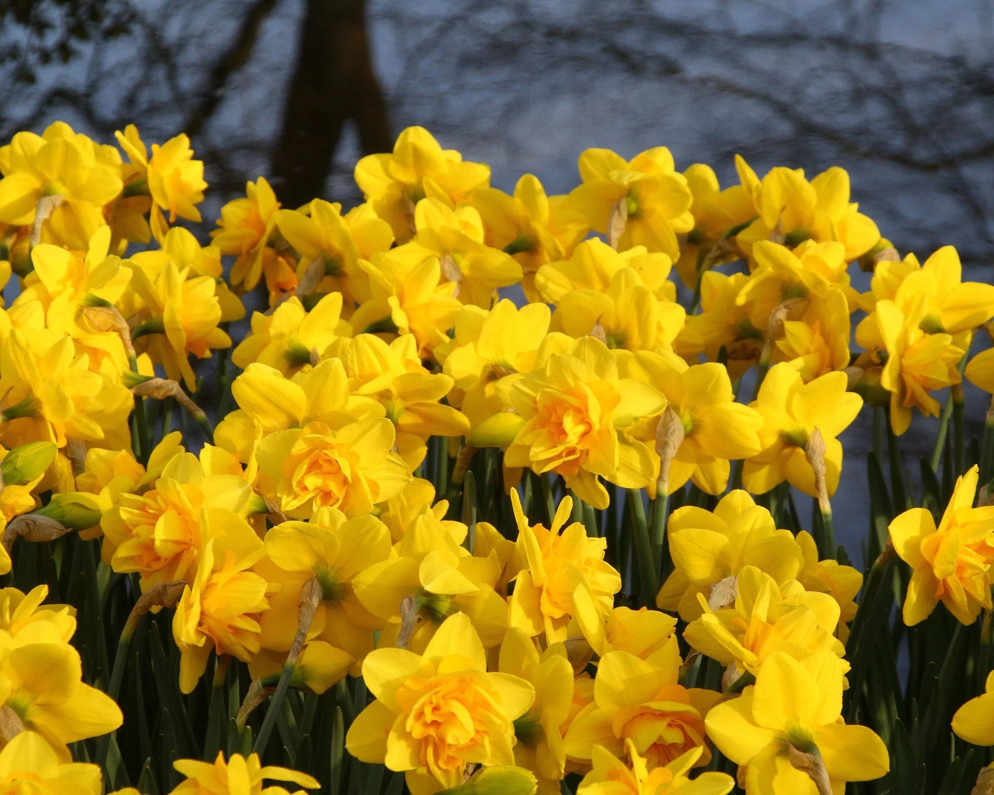 Narcissus 'Dick Wilden' 8 Narcissus 'Dick Wilden' - Image 6