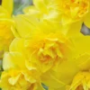 Narcissus 'Dick Wilden' 2 Narcissus 'Dick Wilden' -UK Garden Plants Shop narcissus dick wilden 4