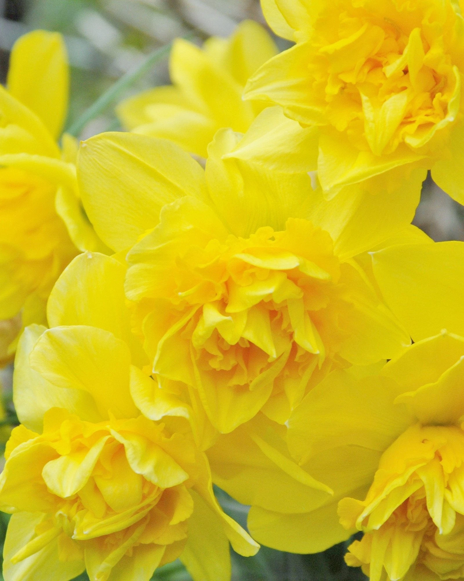 Narcissus 'Dick Wilden' 3 Narcissus 'Dick Wilden'