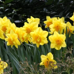 Narcissus 'Dick Wilden' 17 Narcissus 'Dick Wilden' -UK Garden Plants Shop narcissus dick wilden 5