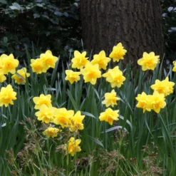 Narcissus 'Dick Wilden' 15 Narcissus 'Dick Wilden' -UK Garden Plants Shop narcissus dick wilden 6