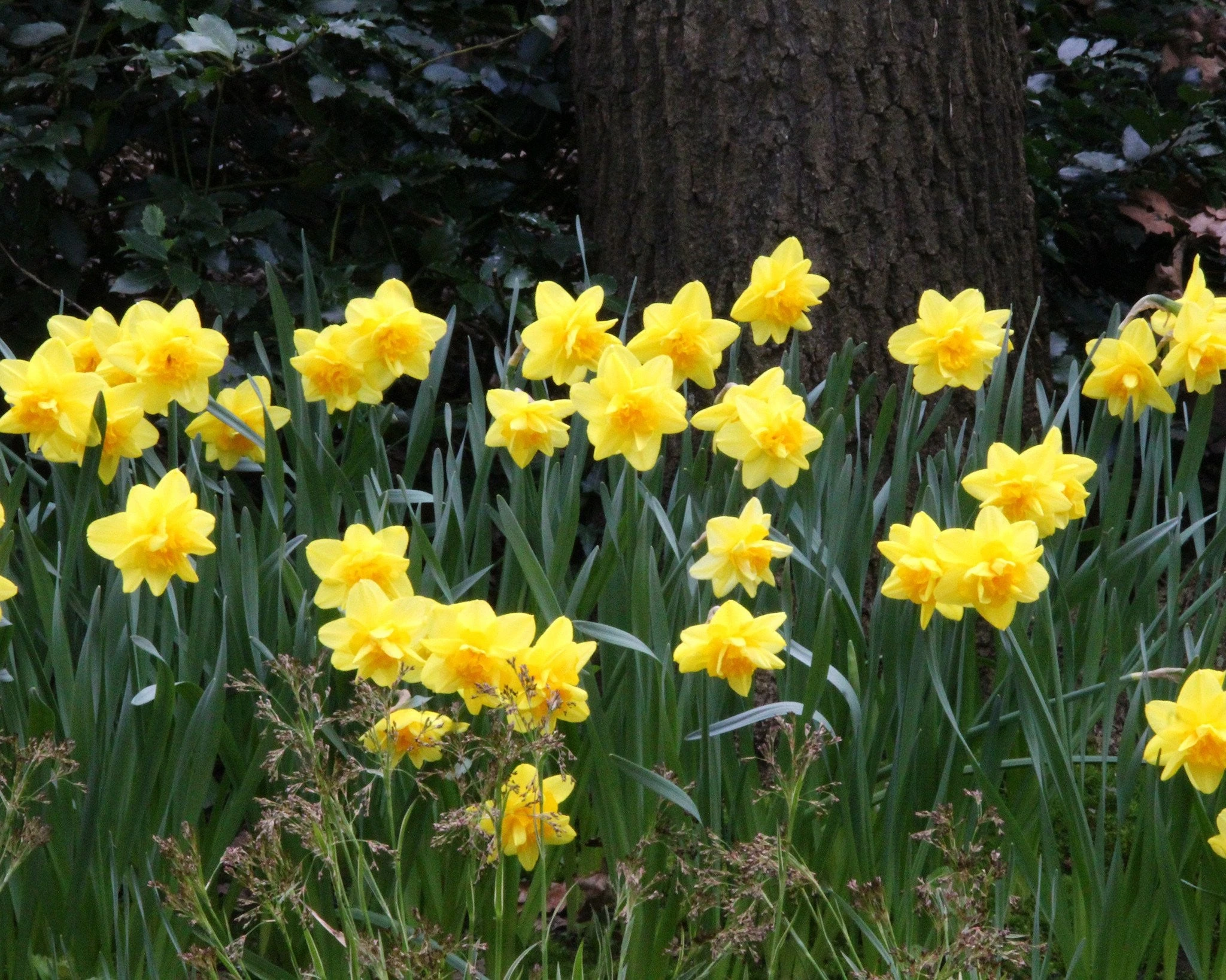 Narcissus 'Dick Wilden' 7 Narcissus 'Dick Wilden' - Image 5