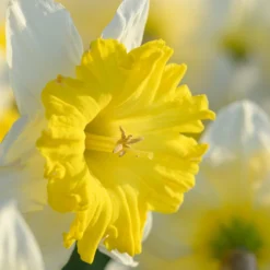 UK Garden Plants Shop -UK Garden Plants Shop narcissus dinnerplate 4 scaled