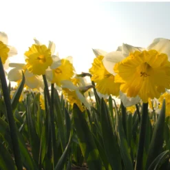 Narcissus 'Dinnerplate' 13 Narcissus 'Dinnerplate' -UK Garden Plants Shop narcissus dinnerplate 5