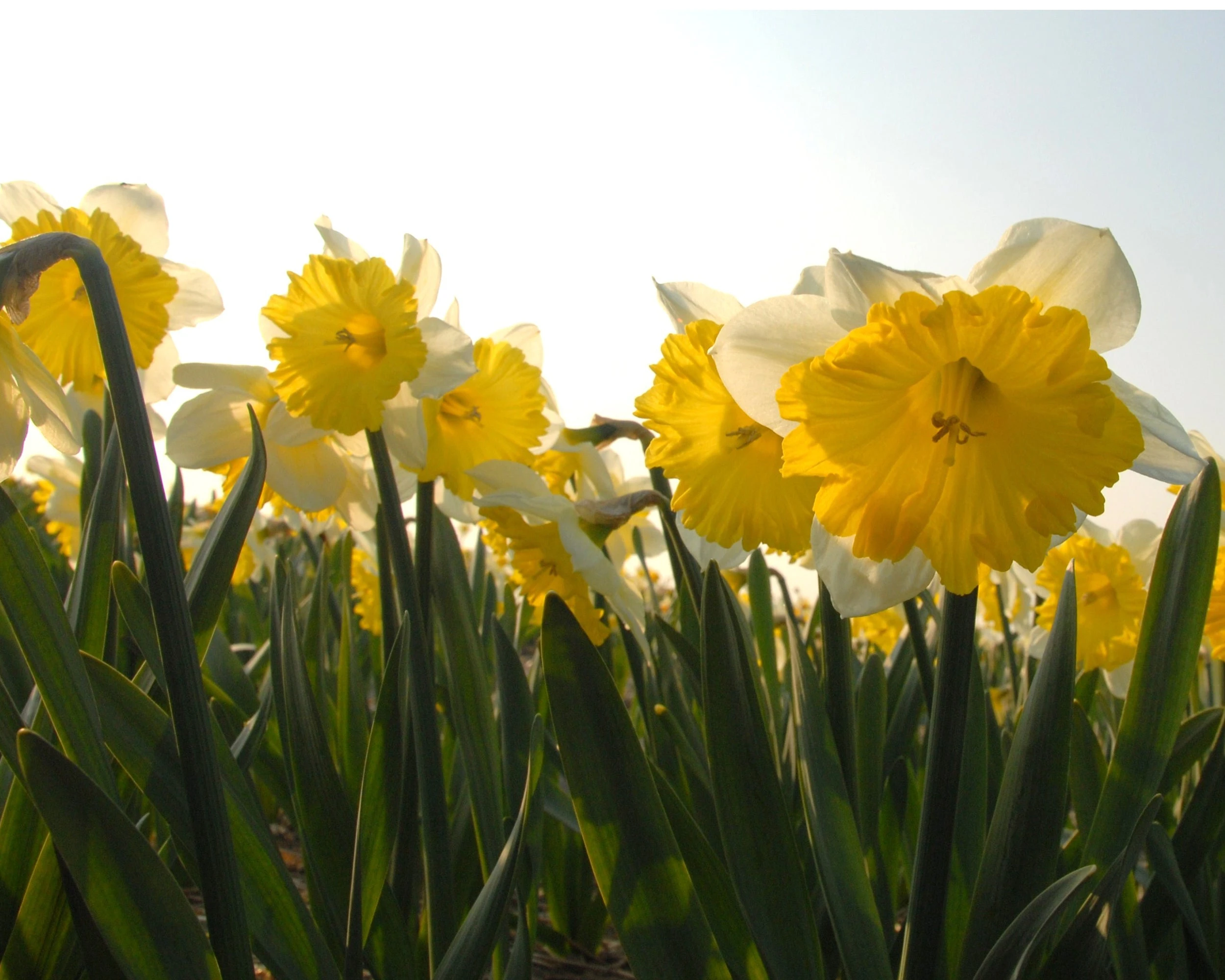 Narcissus 'Dinnerplate' 8 Narcissus 'Dinnerplate' - Image 6