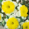 Narcissus 'Dinnerplate' 1 Narcissus 'Dinnerplate' -UK Garden Plants Shop narcissus dinnerplate 6