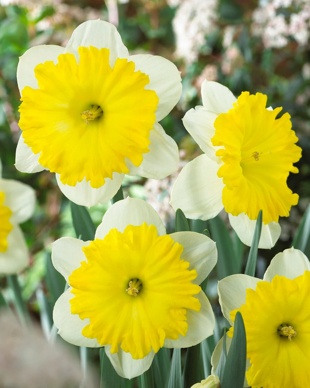 Narcissus 'Dinnerplate' 3 Narcissus 'Dinnerplate'