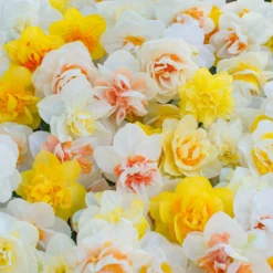 Narcissus 'Double Mixed' -UK Garden Plants Shop narcissus double mixed 2