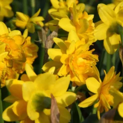 Narcissus 'Tête Bouclé' -UK Garden Plants Shop narcissus double tete deluxe 1