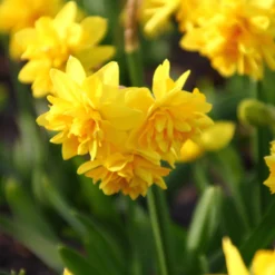 Narcissus 'Tête Bouclé' -UK Garden Plants Shop narcissus double tete deluxe 3