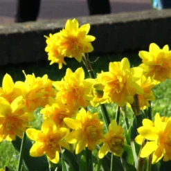 Narcissus 'Tête Bouclé' -UK Garden Plants Shop narcissus double tete deluxe 4