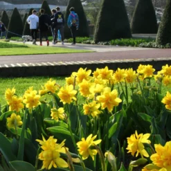 Narcissus 'Tête Bouclé' -UK Garden Plants Shop narcissus double tete deluxe 5